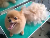 Стрижка собак и кошек