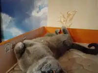 Вязка