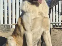Малыш Зефир ищет дом!