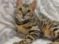 Бенгальские котята