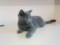 Британский кот