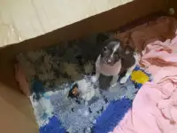 Собачки, фотография 2