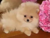 Роскошные Миниатюрные Малышки