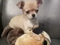 Чихуахуа щенка