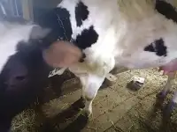 Коровы оптом