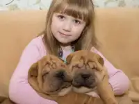 ЩЕНКИ ШАРПЕЯ