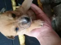 Щенки в счастливый дом, фотография 4