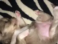 Продам щенков Чихуахуа