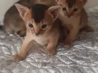 Абиссинские Котята, фотография 3