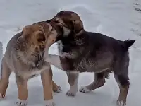 Щенки в добрые руки