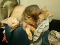 Подарю симпатичных котят!, фотография 5