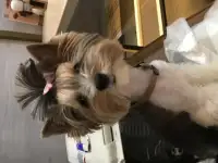 Пропала собака