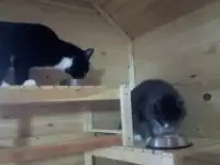 Передержка кошек и собак., фотография 2