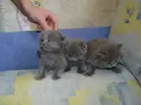 Плюшевые красавки, фотография 8