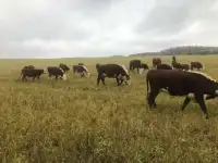 Продаём стадо герефордской породы, фотография 2
