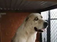 Щенки породы Алабай