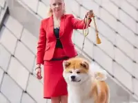 Продаются щенки Акита-Ину, фотография 5
