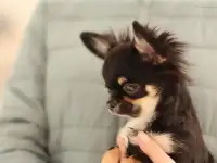 Малыши Чихуахуа