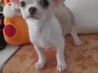 Нежная девочка чихуахуа