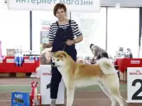 Продам продаются щенки японской, фотография 6