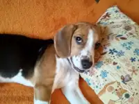 Бигль, фотография 2