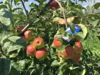 Яблоки от производителя