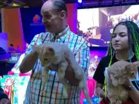 Норвежская лесная котята, фотография 3