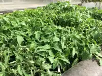 Продам рассаду томатов, фотография 2