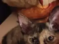 Котята Сфинкс Петерболд, фотография 9