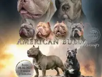 Шикарные щенки Американского булли