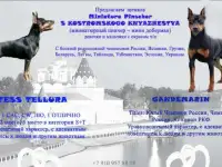 щенки миниатюрного пинчера