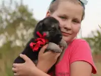 Восточноевропейские овчарки. Щенки с род.РКФ., фотография 2