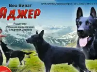 Кобель для вязки