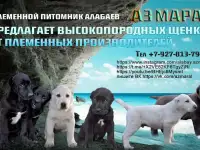 Щенки Алабая (САО) из племенного питомника
