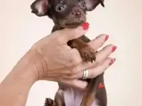Очаровательные щенки русского тоя !!!, фотография 4