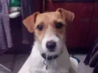 Потерялась собака