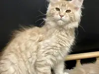 Котята Мейн Кун, фотография 5