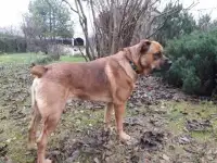 Отдаю собаку в хорошие руки