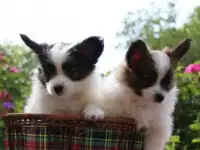 Мальчики бабочки, Папийон, шоу класса