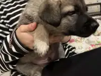 Щенки в добрые и любящие руки