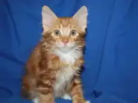 Котята курильского бобтейла, фотография 6