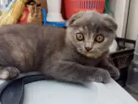 Британские котята, фотография 6