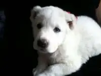 Щенки САО, фотография 4