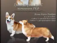Великолепные щенки Вельш Корги Пемброк, фотография 8
