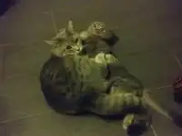 продам котят шотландской вислоухой, фотография 4