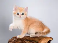 Британские котята. Золотые окрасы. Голубое золото, фотография 2