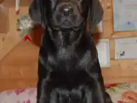 Щенки лабрадора черного окраса 
