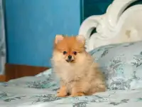ПРодам породистых щенков шпица