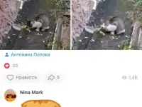 Пропала домашняя кошка