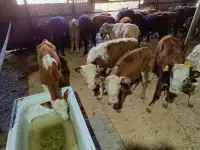 продаются бычки Герейфорды